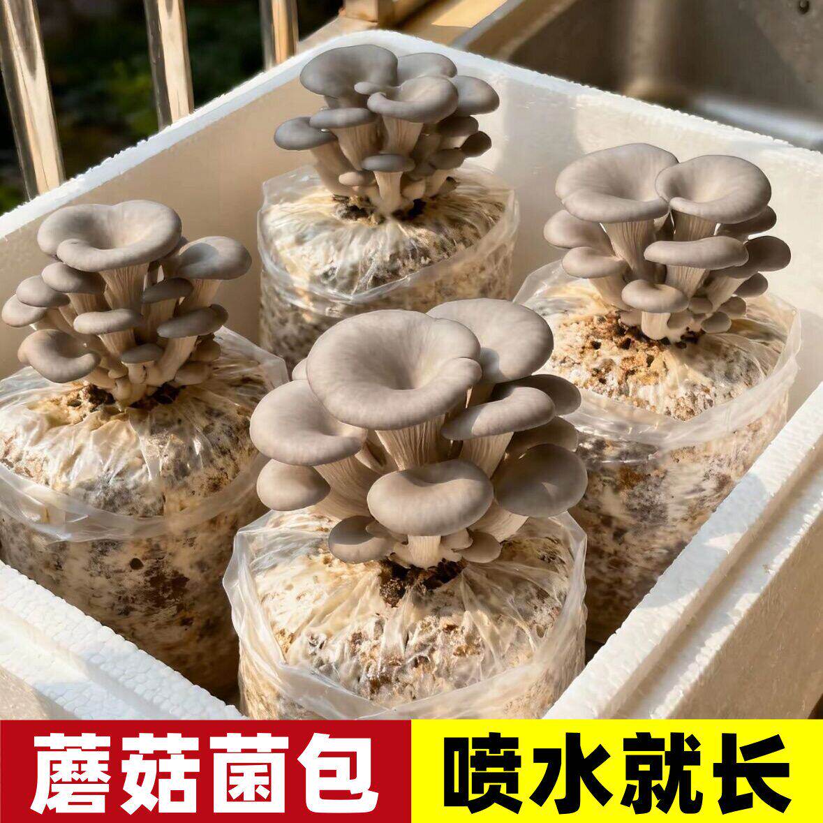 蘑菇种植包新鲜菌种菌菇黑平菇种植菌包可食用菌菇棒阳台家庭自种