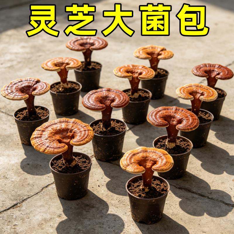 食用灵芝菌种包观赏活体菌包盆景盆栽灵芝菌种植灵芝苗蘑菇种植包
