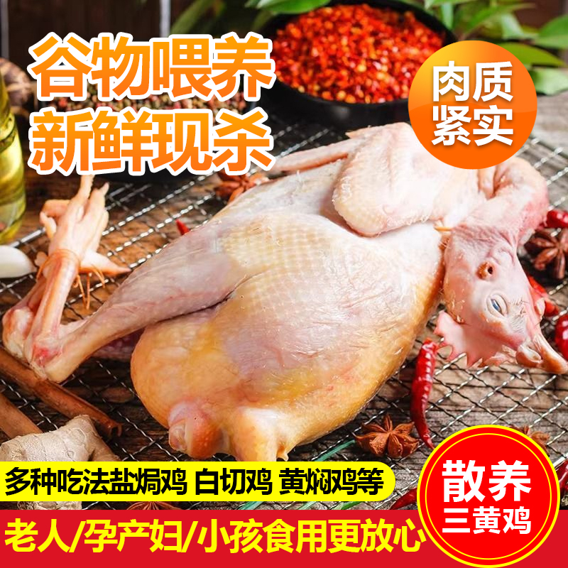 【冷链速发】三黄鸡新鲜冷冻散养土鸡现杀白条鸡整只童子鸡走地鸡