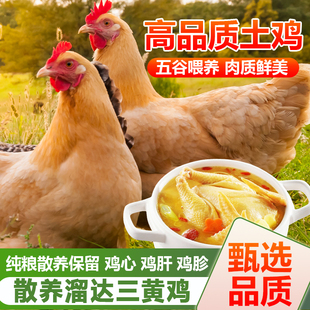 三黄鸡正宗农家散养土鸡新鲜现杀整鸡冷冻生鲜商用活鸡走地白条鸡