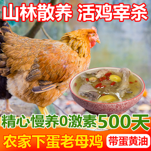 农家散养老母鸡3斤装非腌制0激素山林散养整鸡走地鸡现杀冰鲜速发