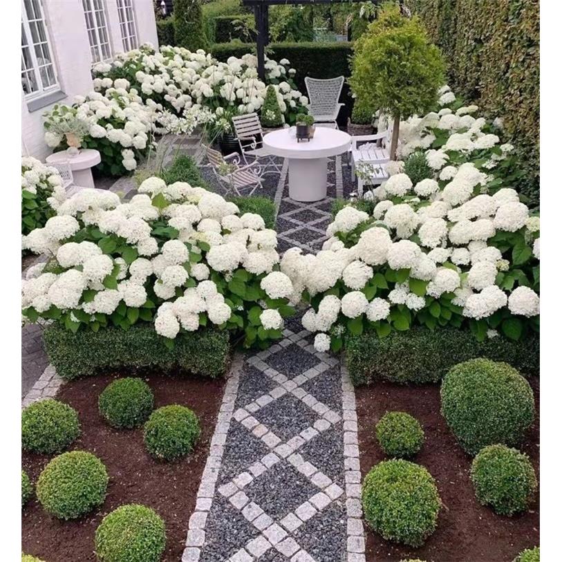 无敌贝拉安娜绣球花苗耐寒耐晒大花木绣球庭院绿植香草草莓石灰灯