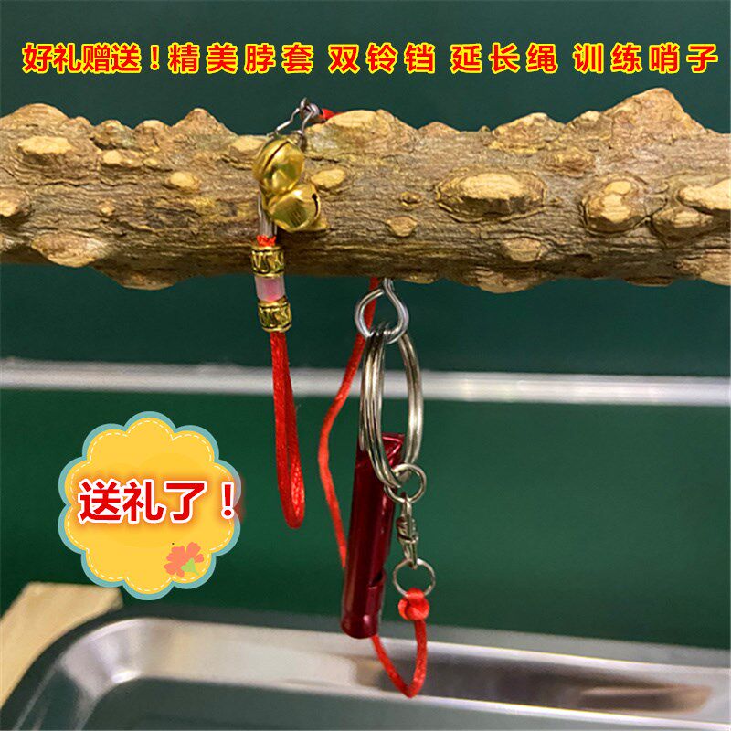 花椒木训练鸟笼伯劳八哥蜡嘴鹩哥铜嘴架子明笼站杆鸟站架