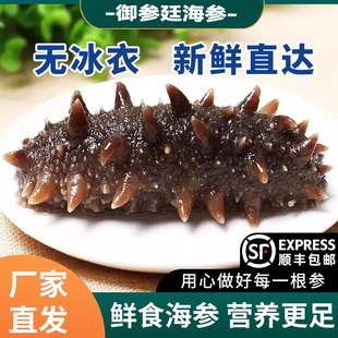 大连鲜食海参即食海参辽参刺参正品官方旗舰店即食海参独立包装袋