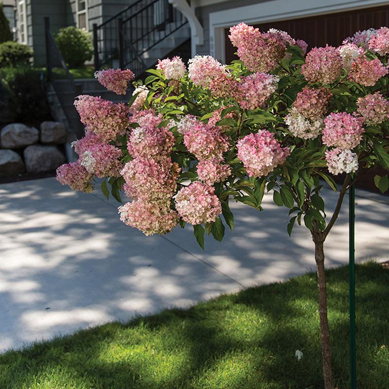 种花王大爷 圆锥绣球北极熊 白玉庭院木本花卉植物多年生盆栽花苗