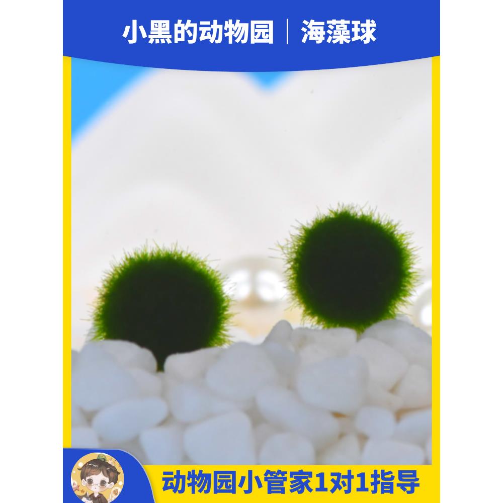 marimo马里莫幸福海藻球微景观生态缸桌面迷你植物创意DIY礼物