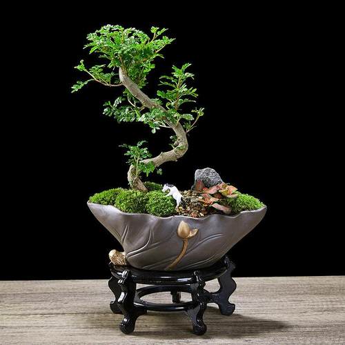 清香胡椒木盆栽室内四季常青好养易活绿植悬崖老桩S造型盆景植物