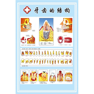 牙齿结构图口腔牙科海报装饰画挂画宣传医患沟通广告疾病图