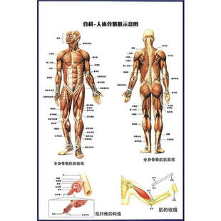 定制海报人体外周神经卡压肌肉骨骼关节韧带淋巴消化系统写真挂图