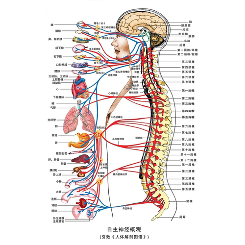 人体自律自主神经概观系统示意图挂画脊椎神经分布病变图海报贴纸