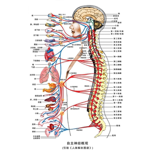 人体自律自主神经概观系统示意图挂画脊椎神经分布病变图海报贴纸