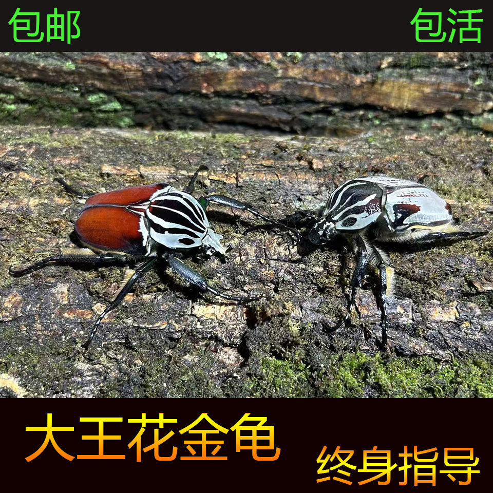 大王花金龟 甲虫宠物成虫幼虫网红甲虫好养超大甲虫自然科普