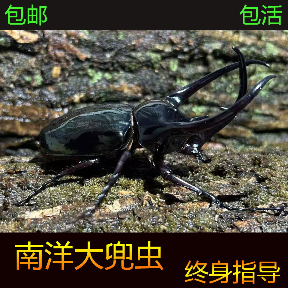 CCK南洋大兜虫青铜暴君