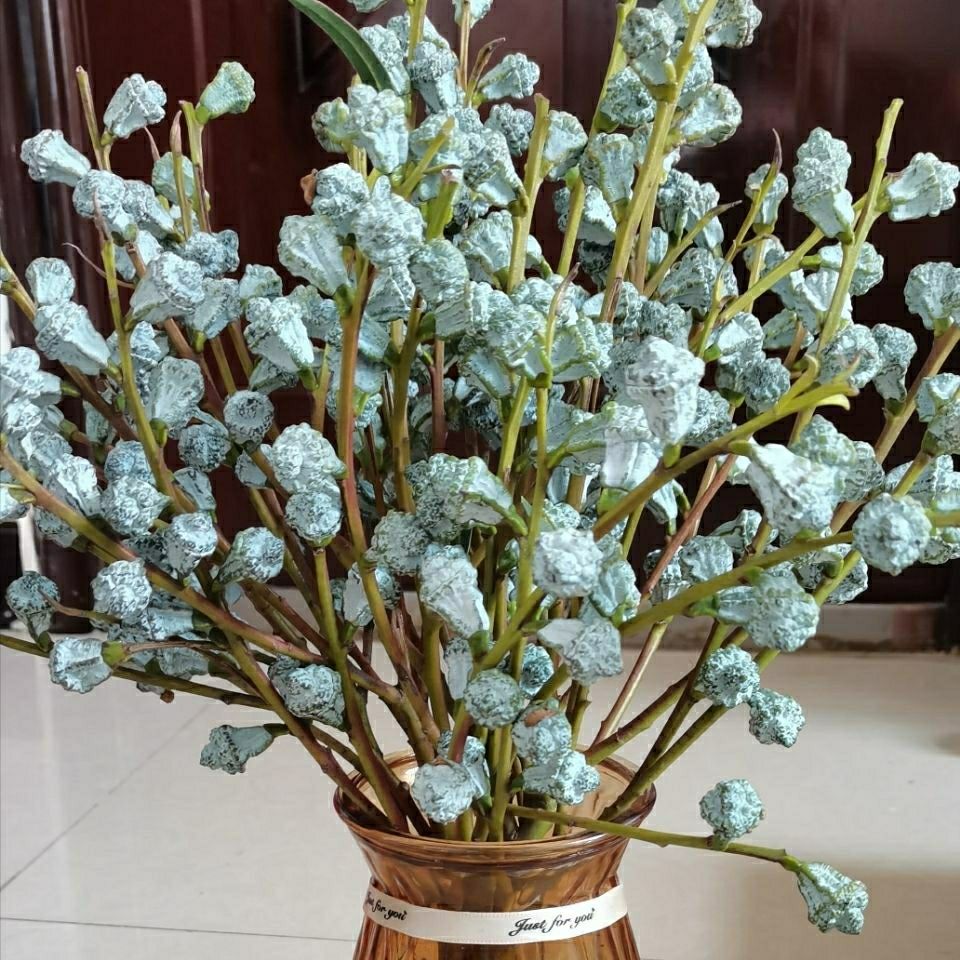 钻石尤加利果新果室内水培鲜花云南昆明基地直发可做干花现采花材