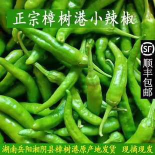 湖南正宗樟树港新鲜现摘辣椒湘阴特产薄皮青椒微辣顺丰5斤下饭菜
