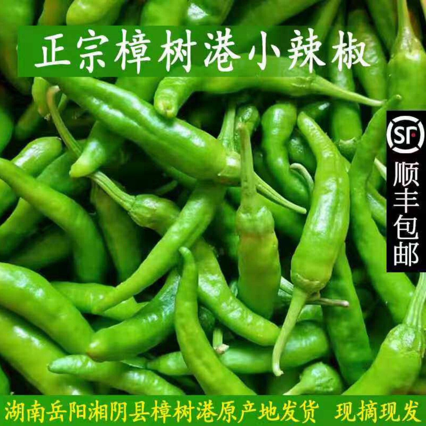 正宗樟树港辣椒新鲜辣椒湘阴特产薄皮青椒微辣顺丰湖南樟树港辣椒