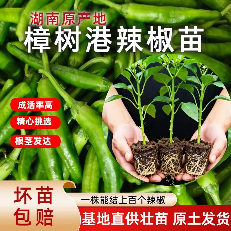 樟树港老辣椒苗带土正宗樟树港辣椒苗原地现挖易成活辣椒苗