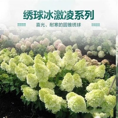 圆锥绣球花苗盆栽花卉植物室内好养庭院四季开花耐旱耐寒花易成活