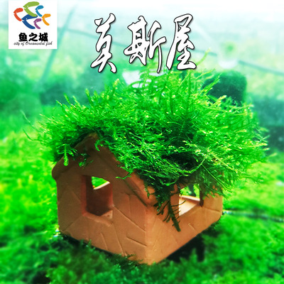 莫斯屋陶罐定植观赏鱼虾躲避屋窝鱼缸造景水草植物水族小鱼孵化