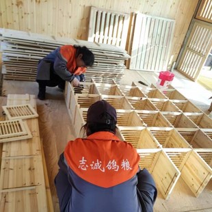 鸽子巢箱 赛鸽无门巢箱 鸽子笼 鸽子巢窝 鸽舍内部 高级防水巢箱