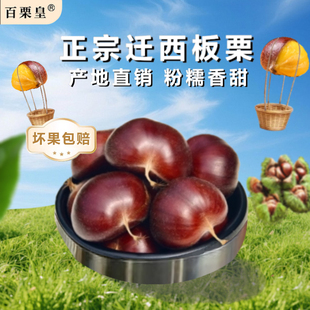 正宗迁西板栗生新鲜栗子板栗生大油栗小锥栗唐山野生毛栗子结婚用