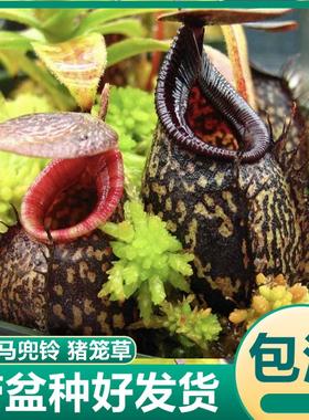 显目马兜铃猪笼草 稀有食虫植物驱蚊草吃虫子苍蝇捕虫草绿植盆栽