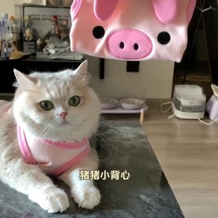 猫咪春夏秋防掉毛狗狗衣服德文蓝金渐层宠物背心马甲薄款 薄荷同款