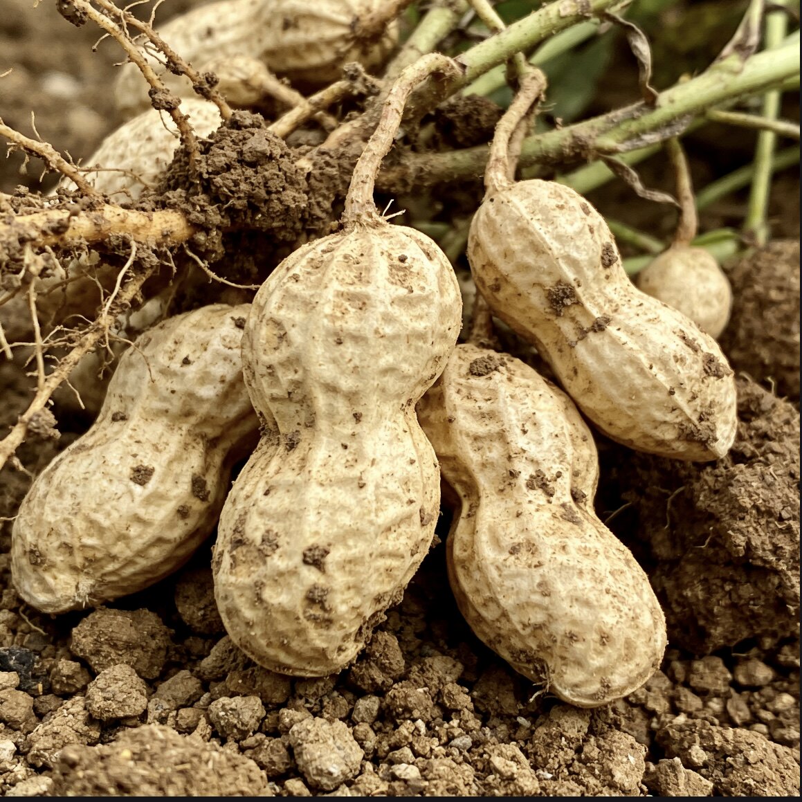 自种花生贵州遵义花生原生态种植露天自然生长产地直发