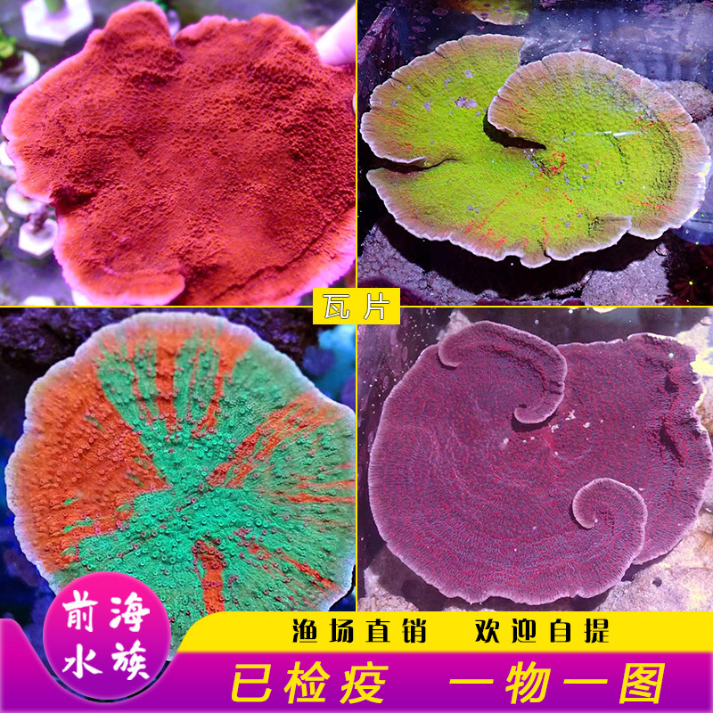 红瓦片绿瓦片珊瑚印尼瓦片荧光绿双色瓦片脑调色盘海水缸硬骨珊瑚