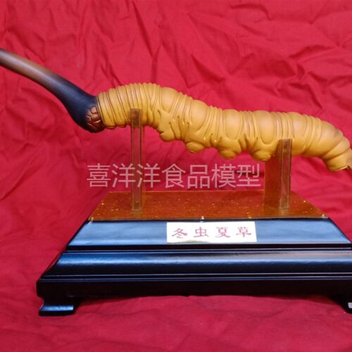 35厘米长虫草摆件虫草陈列摆件橱窗展示工艺品开业馈赠礼品