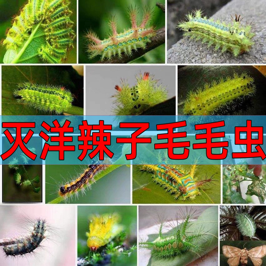 洋辣子刺毛虫药毛毛虫刺蛾小区绿化樱花树月季枣树核桃杀虫药剂农