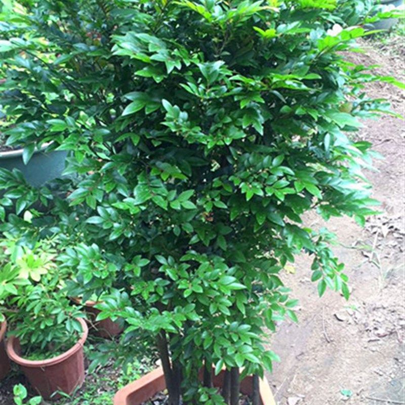 小叶檀香紫檀盆景树桩p室内绿植紫檀盆栽四季常青植物黑骨茶黑檀