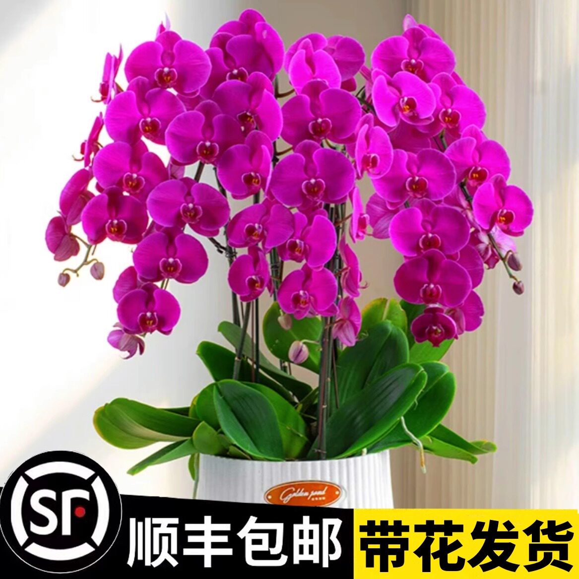 蝴蝶兰盆栽带花苞大花q型兰花苗室内客厅高级花卉开花植物四季好
