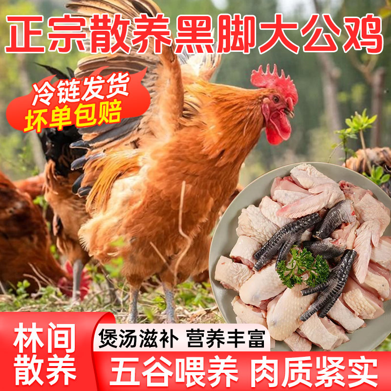 真1年黑脚大老公鸡农家散养正宗新现杀活鸡新鲜鸡肉土鸡柴公笨鸡