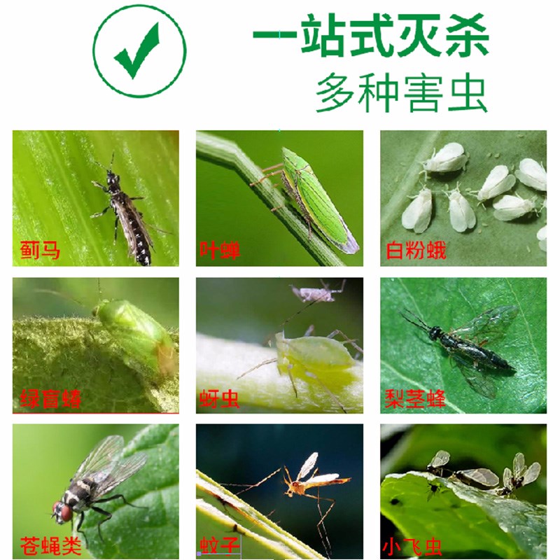 现货速发黄蓝双面粘虫板大棚果树菜园诱虫板粘小黑飞Y蓟马防虫贴