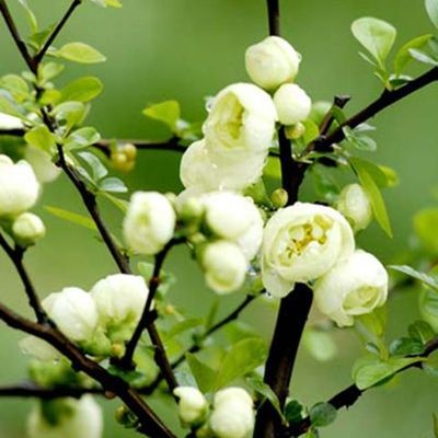 绿宝石海棠花盆栽四季海棠花银长寿海棠盆景室内绿植花卉盆栽