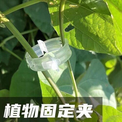 豆角西红柿黄瓜绿植绑枝蔬菜藤蔓