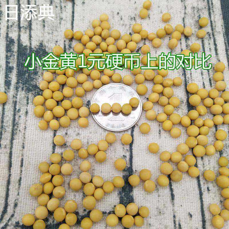 小金黄5斤农家纯正小金黄690小黄豆新豆发豆芽打豆浆纳豆250g包邮