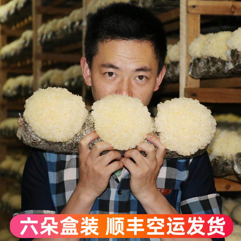 新货 新鲜银耳6朵盒装活鲜雪耳古田白木耳农家自种无硫糯耳非