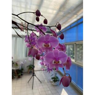 西蕾丽M405 P.schillerianaM405原种蝴蝶兰玫瑰红