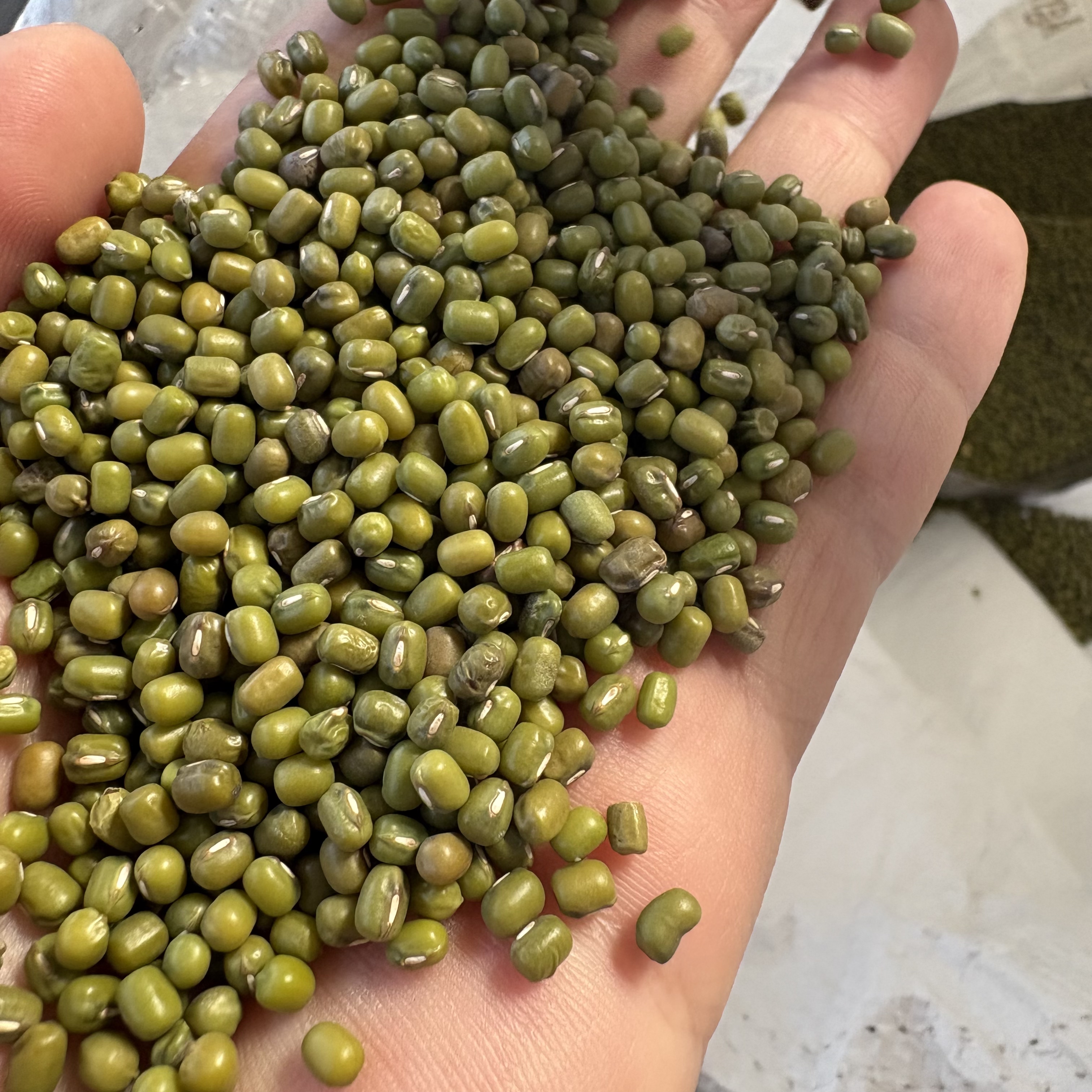 新货绿豆绿皮农家椭圆形自种大豆豆腐青皮黄豆青豆新鲜