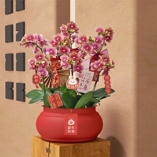 新年福盆福桶冬青银柳年宵花插花花盆花器金属金色铁艺抱抱桶花桶