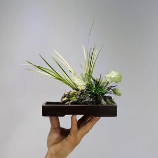 附石菖蒲小盆栽吸水石办公室工位绿植苔藓微景观山水盆景水培植物