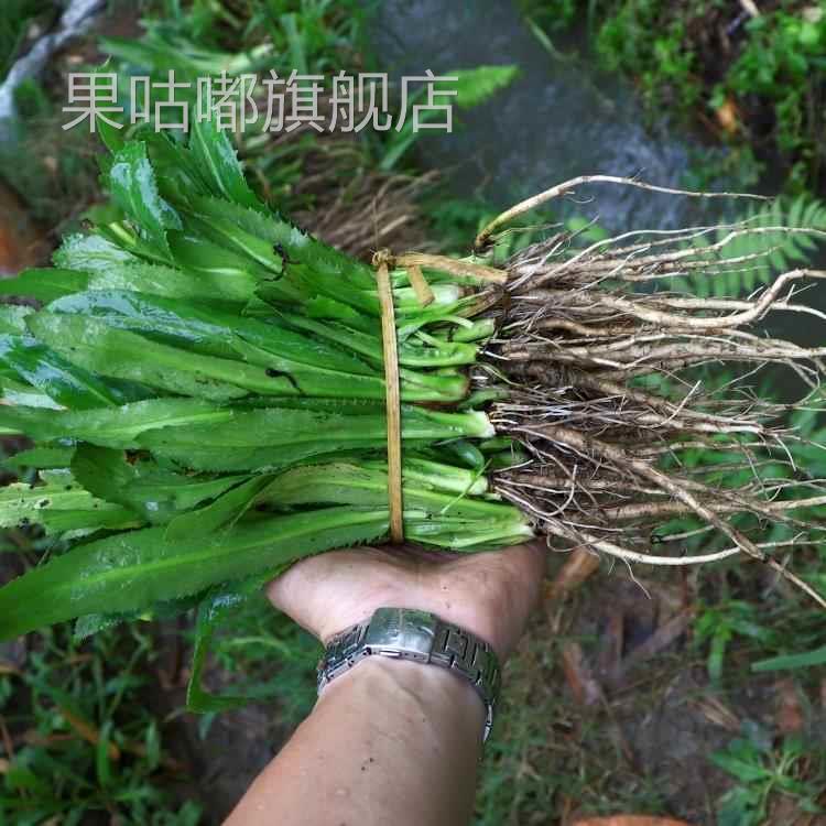带根老缅芫荽500克可种新鲜有根大香菜刺芹货量少精品蔬菜1斤