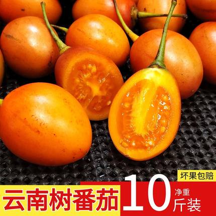 云南德宏特产新鲜树番茄洋酸茄果蔬傣味调料树番茄小番茄凉拌菜