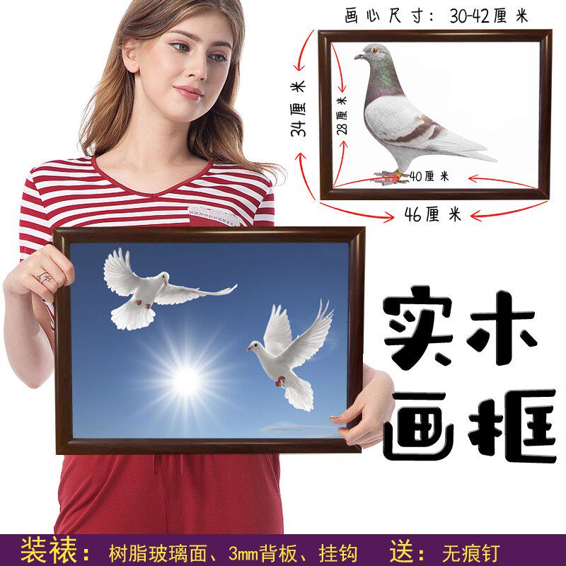 装饰画挂画 和平鸽p子白鸽赛鸽照片实木相框装裱客厅卧室悬挂
