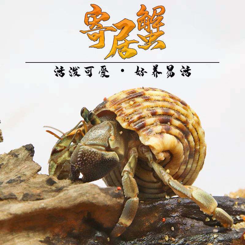 现货寄居蟹宠物迷你m蟹观赏蟹淡水蟹活蟹网红水中小宠物可爱小螃