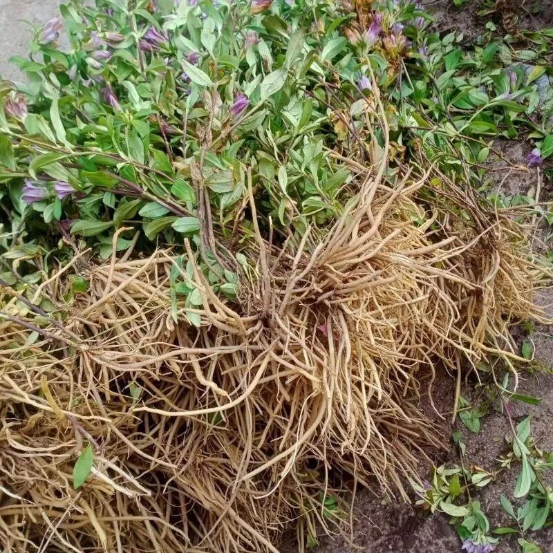 野生龙胆草正宗云南幼苗栽培种植桌面绿植