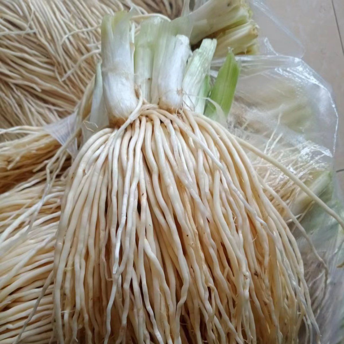 云南保山新鲜撇菜根大韭菜根