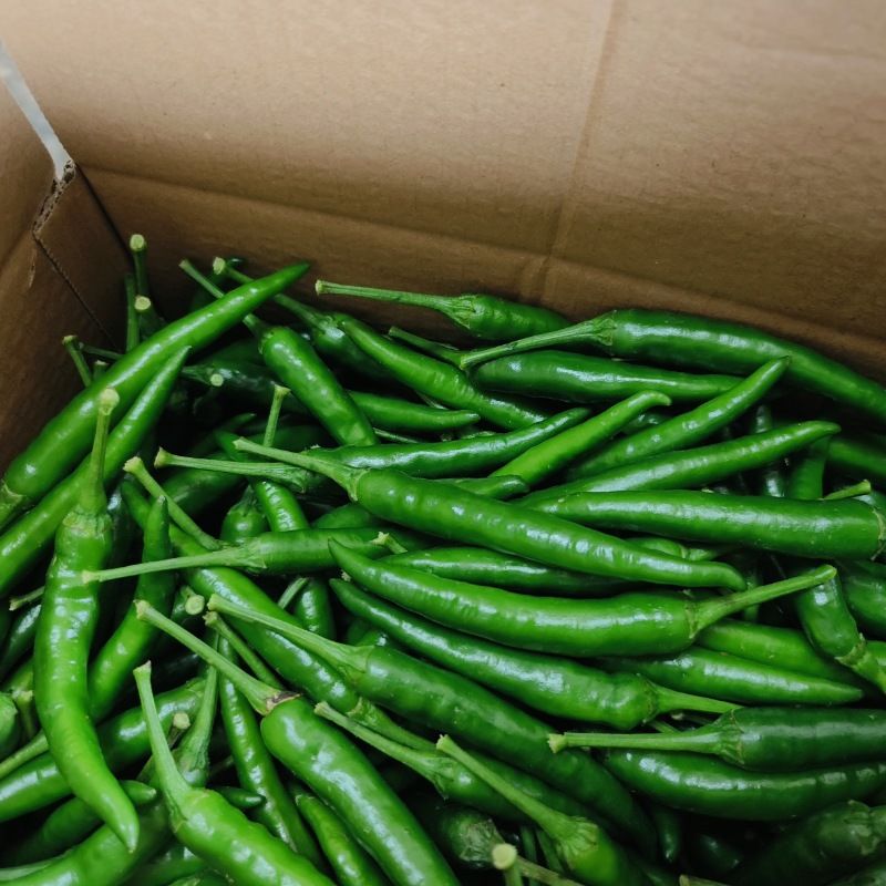 云南小米辣椒新鲜现摘青红辣椒